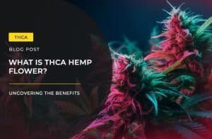 what is thca flower blog post
