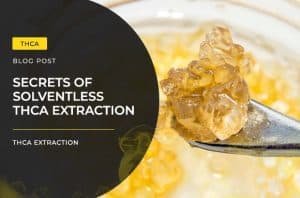 Secrets of Solventless THCA