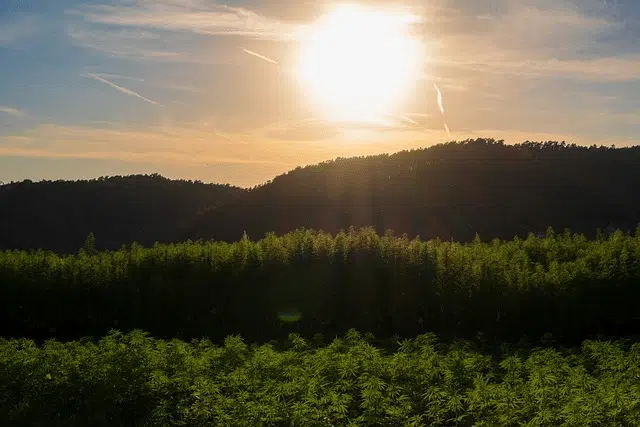 Benefits of THCA Isolate Powder: A Non-Psychoactive Cannabis Compound 5 The future looks promising for THCA isolate.