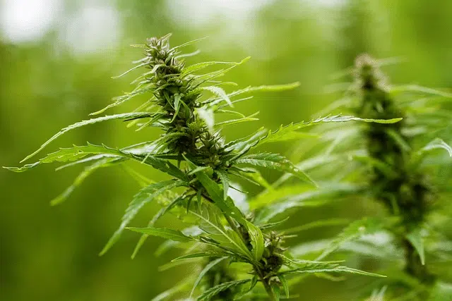 Benefits of THCA Isolate Powder: A Non-Psychoactive Cannabis Compound 4 It is important to understand the laws in your specific state for THCA powder.