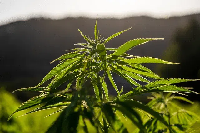 THCA is typically safe but you should be aware of any risks.