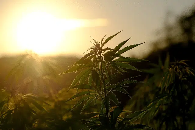 Benefits of THCA Isolate Powder: A Non-Psychoactive Cannabis Compound 1 THCA powder comes from the raw plant.