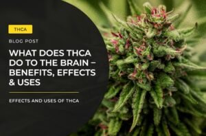 What Does THCA Do to the Brain