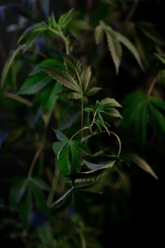 Cold start dabs preserve terpenes and flavors.