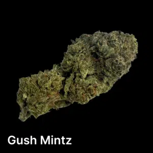 Gush-Mintz-pic-